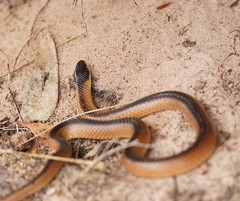 Suta nigriceps