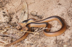 Suta nigriceps