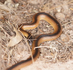 Suta nigriceps
