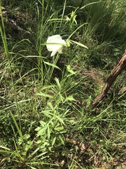 Hibiscus meraukensis
