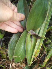 Tradescantia cerinthoides