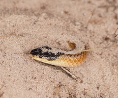 Suta nigriceps