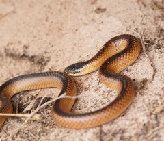Suta nigriceps