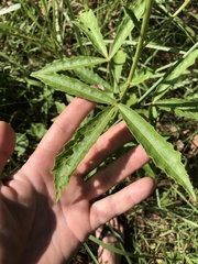 Hibiscus meraukensis