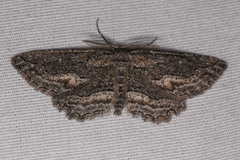 Aethaloida packardaria