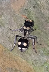 Hoplomutilla insignis