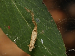 Eriostethus perkinsi