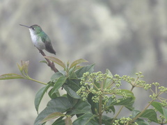 Elliotomyia chionogaster
