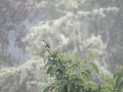 Elliotomyia chionogaster