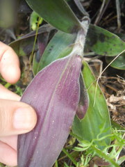 Tradescantia cerinthoides