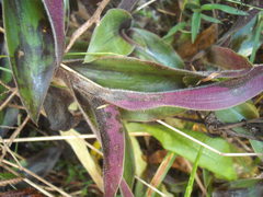Tradescantia cerinthoides