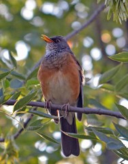 Turdus rufopalliatus