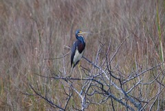 Egretta tricolor image