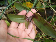 Tradescantia cerinthoides
