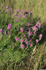 Astragalus onobrychis