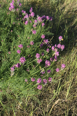 Astragalus onobrychis