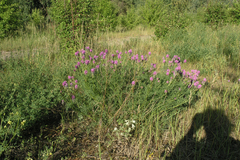 Astragalus onobrychis