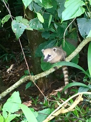 Nasua nasua