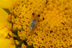 Euarestoides acutangulus