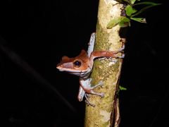 Polypedates colletti