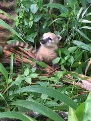 Nasua nasua