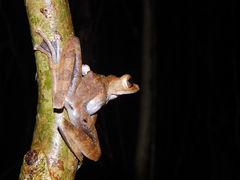 Polypedates colletti