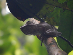 Polypedates colletti