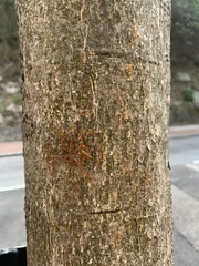 Oecophylla smaragdina