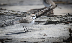 Charadrius nivosus