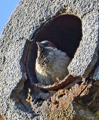 Passer domesticus