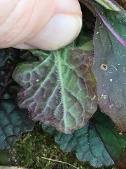 Salvia lyrata