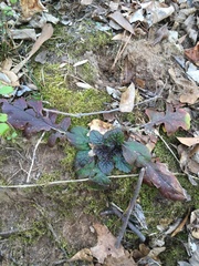 Salvia lyrata