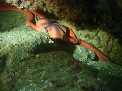 Ophiopsammus maculata