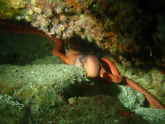 Ophiopsammus maculata