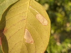 Leucoptera guettardella