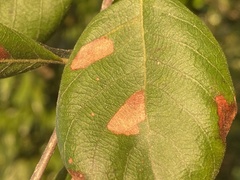 Leucoptera guettardella