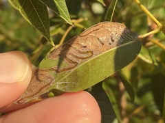 Phyllocnistis meliacella