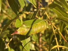 Phyllocnistis meliacella