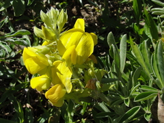 Crotalaria grahamiana