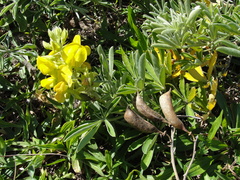 Crotalaria grahamiana