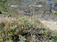 Crotalaria grahamiana
