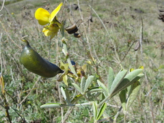 Crotalaria grahamiana