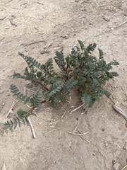 Astragalus preussii