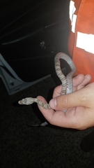 Pantherophis bairdi