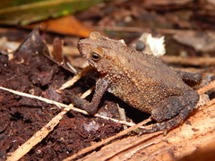 Ingerophrynus quadriporcatus