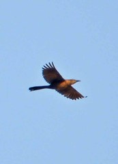 Quiscalus mexicanus