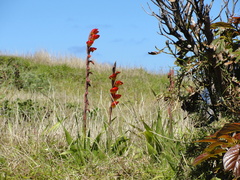 Gladiolus dalenii