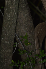 Sideroxylon celastrinum