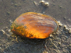 Anodontites trapesialis