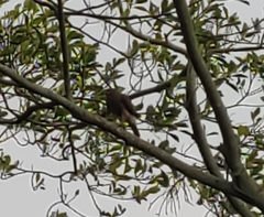 Rupornis magnirostris